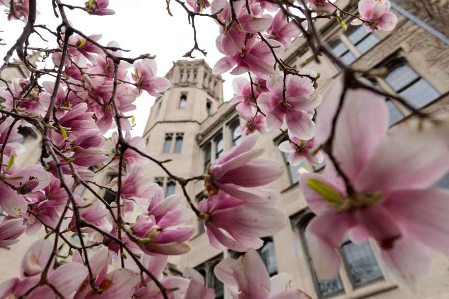 UChicago campus in the spring quarter