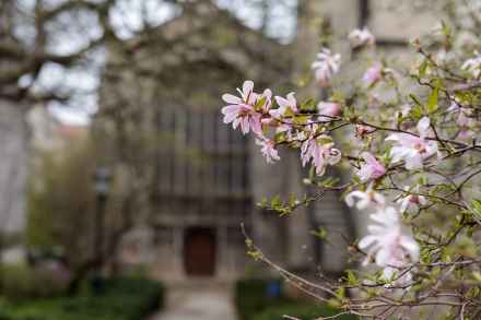 Spring arrives at the University of Chicago quadrangles.